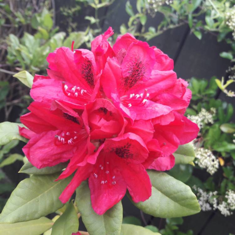 plant image 1064822