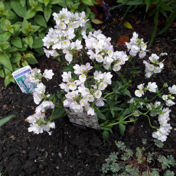 plant image 1068823