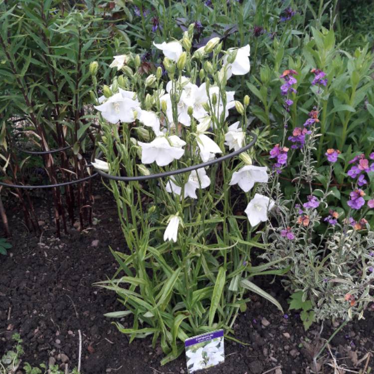 plant image 1068827 plant image 1068827