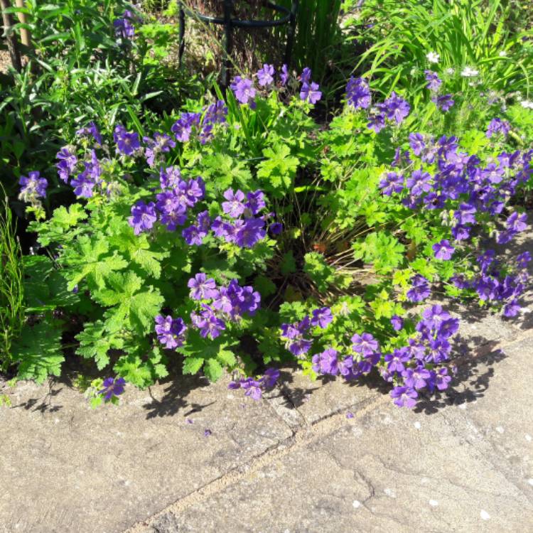 Plant image Geranium sanguineum 'Max Frei'