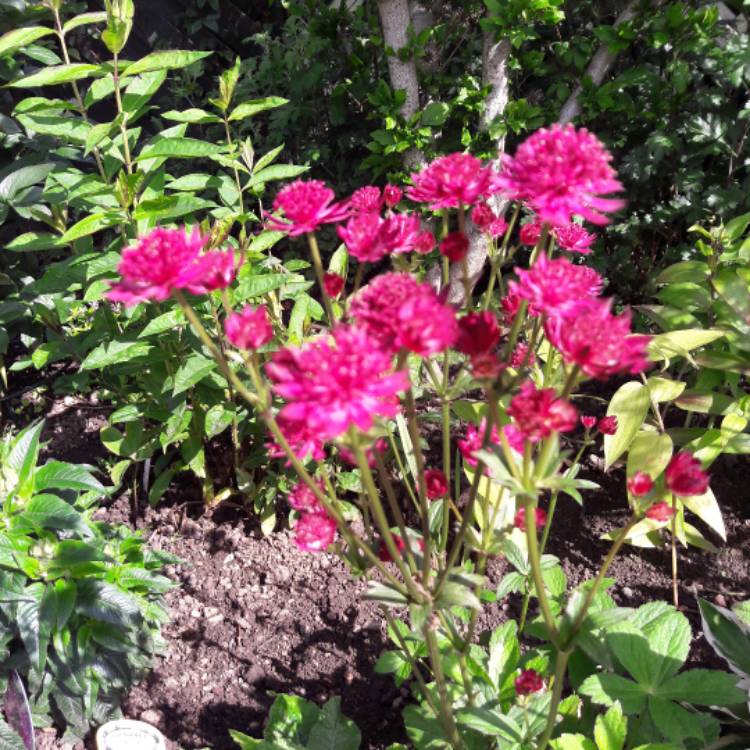 plant image 1081620