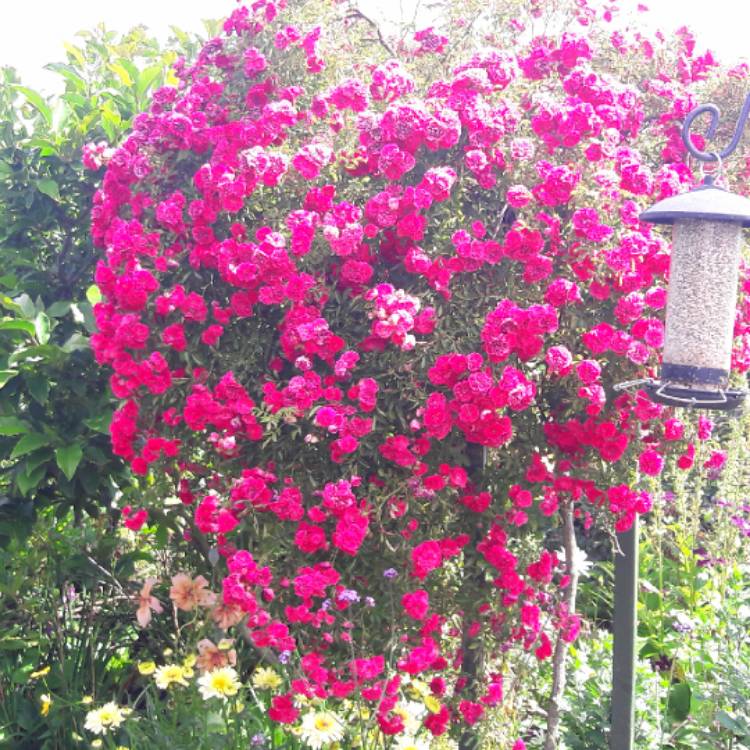 plant image 1121082