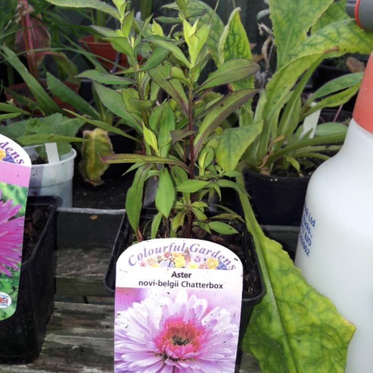 plant image 1154886