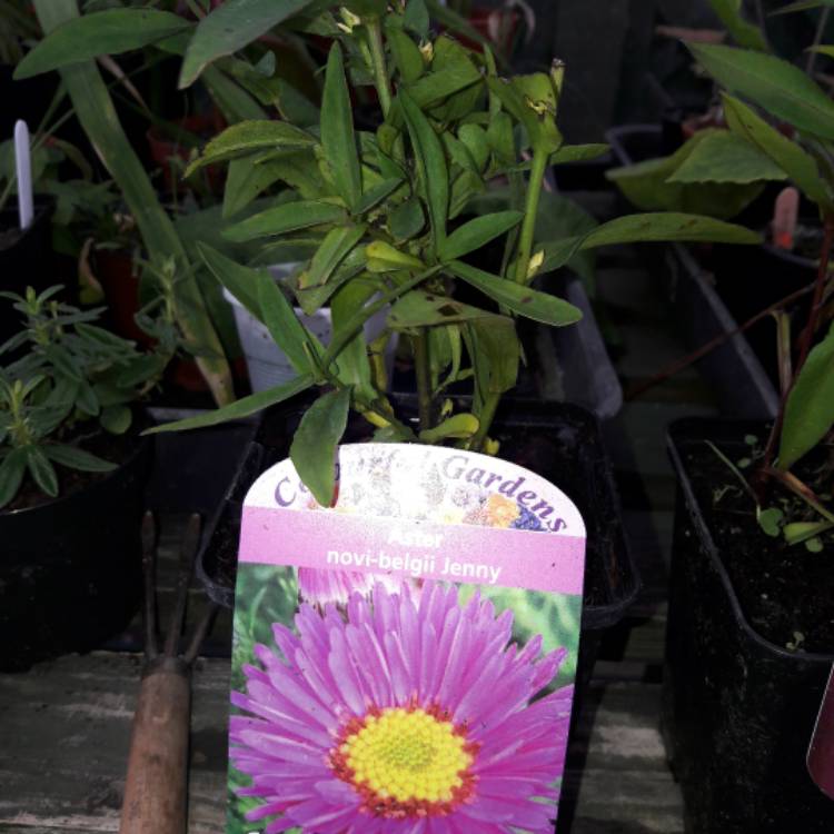 Plant image Aster novi- belgii syn. Symphyotrichum novi-belgii 'Jenny' ; Aster dumosus 'Jenny'
