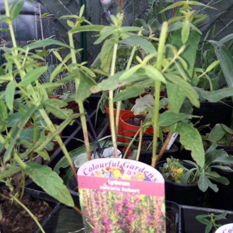 plant image 1154913