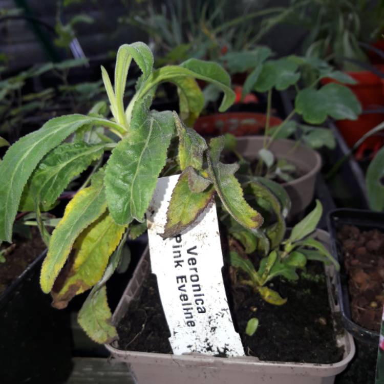 plant image 1154920