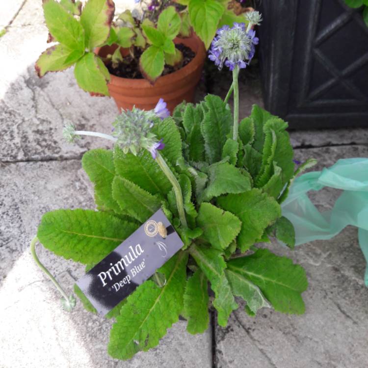 Plant image Primula capitata 'Noverna Deep Blue'