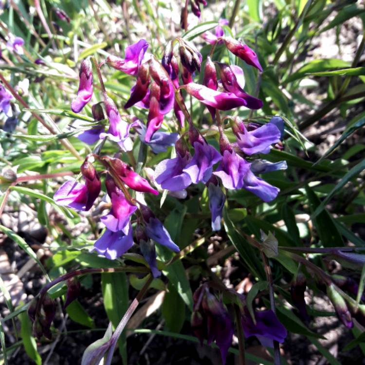 Plant image Lathyrus Vernus