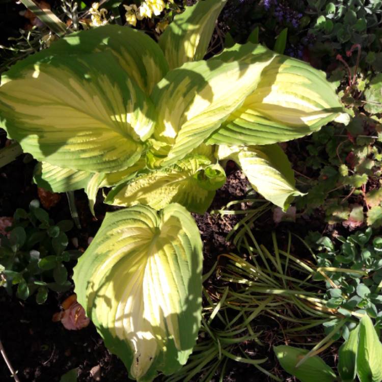 plant image 1288769