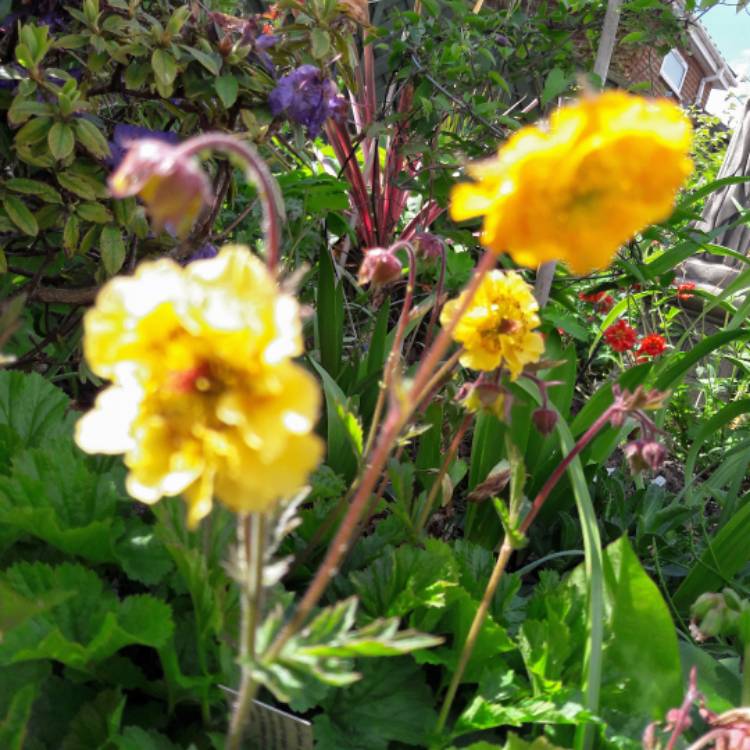 plant image 1299072