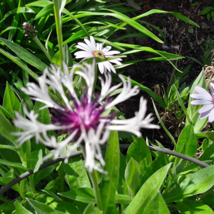 plant image 1299087