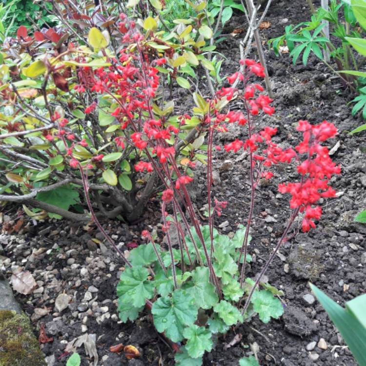Plant image Heuchera 'Coral Forest'
