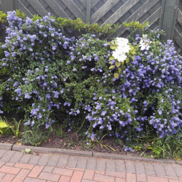 plant image 1305388