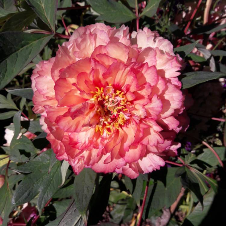 Plant image Paeonia x suffruticosa