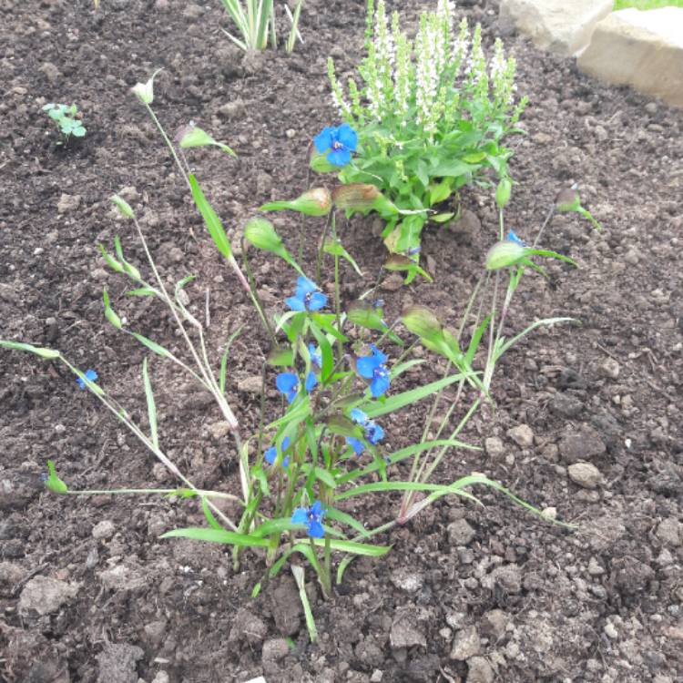 plant image 1365995