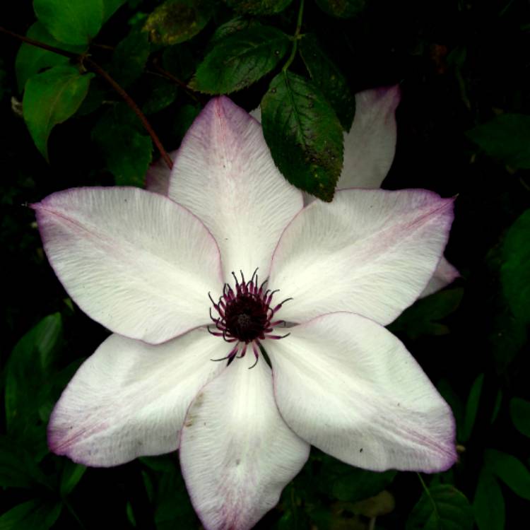 Plant image Clematis 'Fond Memories'