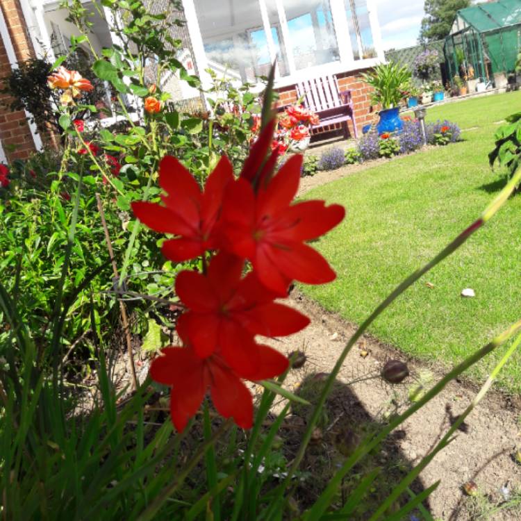 Plant image Hesperantha coccinea 'Oregon Sunset' syn. Schizostylis coccinea 'Oregon Sunset'