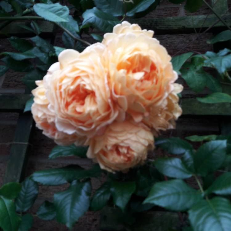 plant image 1397930 plant image 1397930