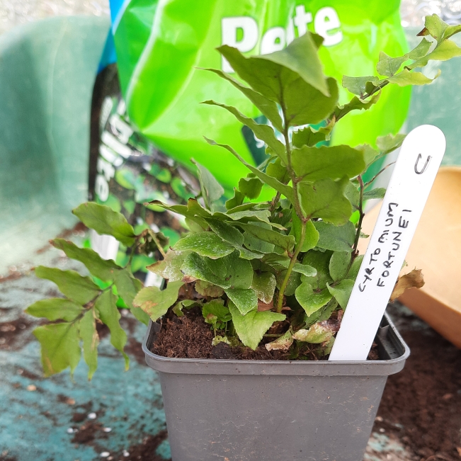 Plant image Cyrtomium Fortunei