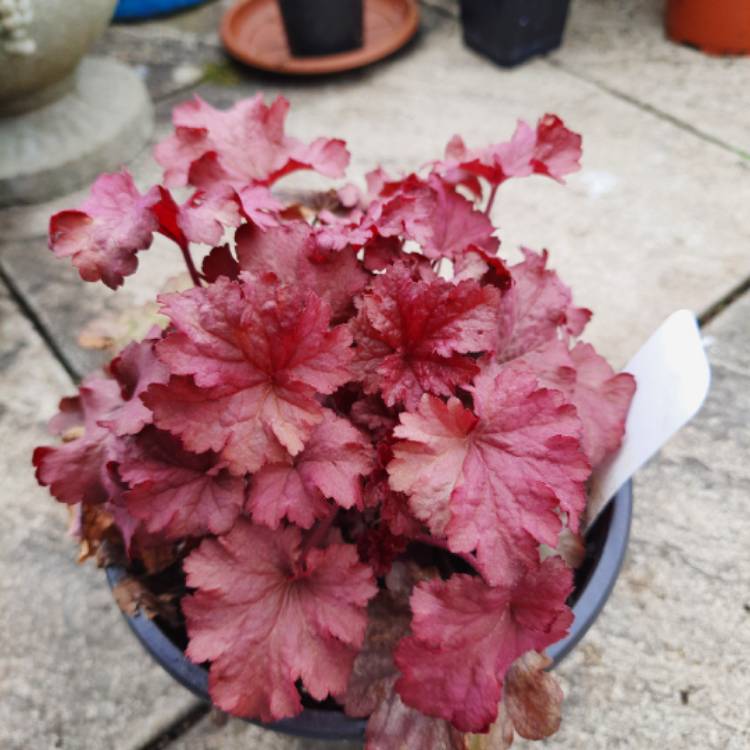 Plant image Heuchera 'Berry Smoothie'