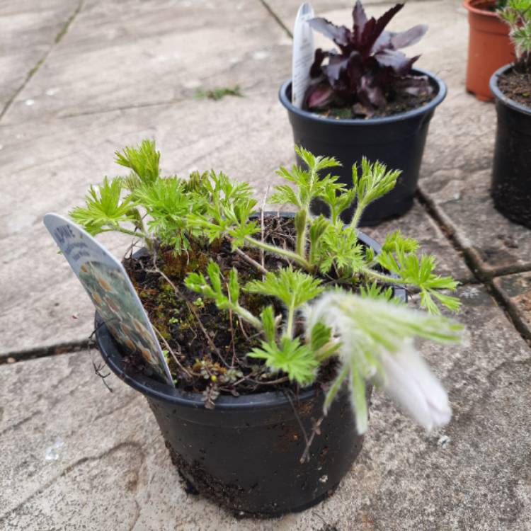 Plant image Pulsatilla vulgaris 'Weisse Schwan' syn. Pulsatilla vulgaris 'White Swan'