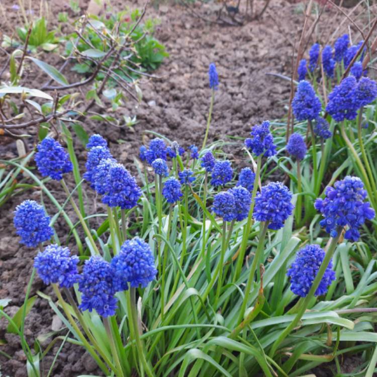 plant image 1467621