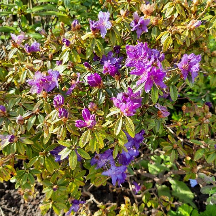 plant image 1477148