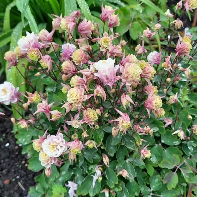 plant image 1484865