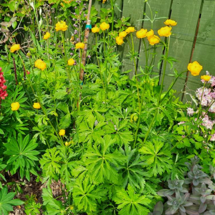 plant image 1491685