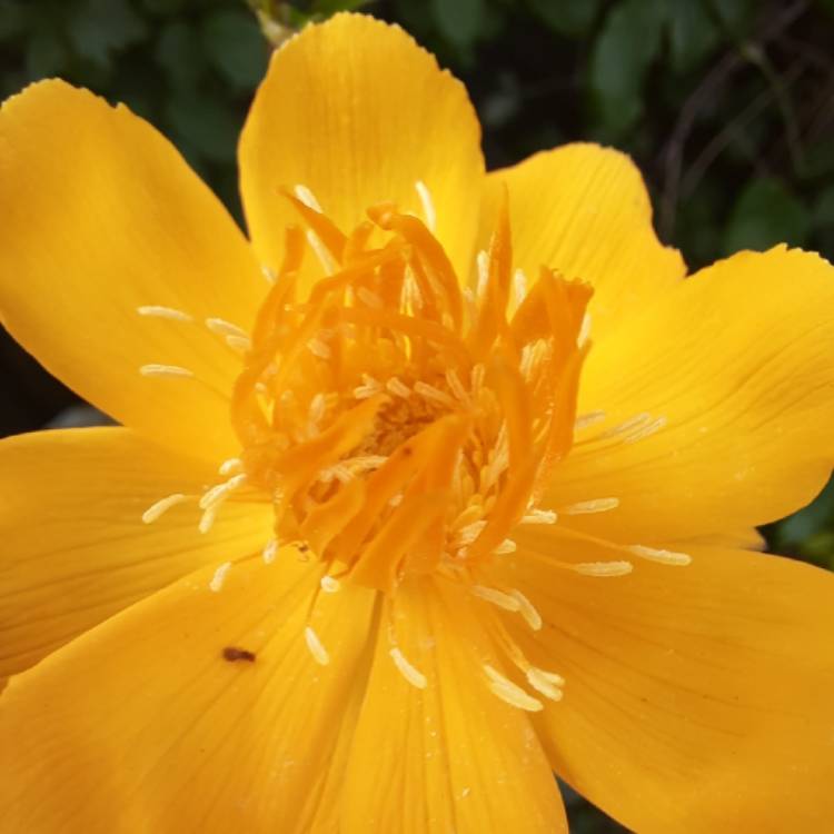 plant image 1496370