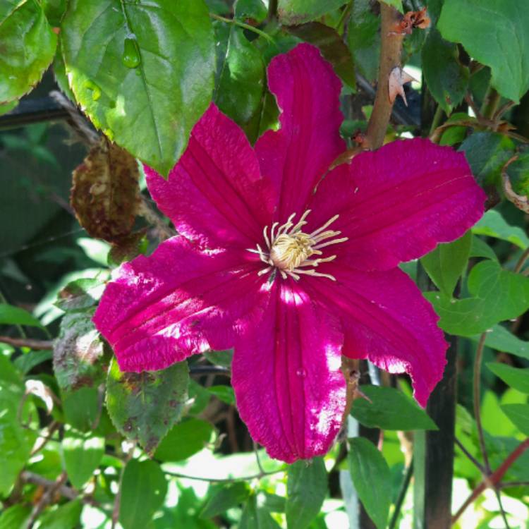 plant image 1497990