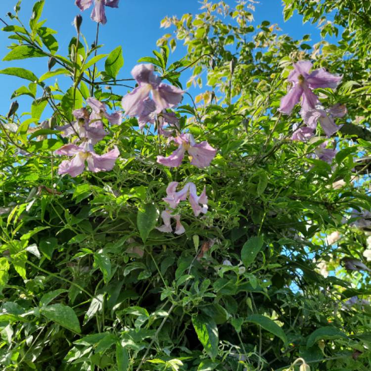 Plant image Clematis viticella 'Betty Corning'