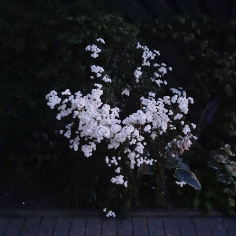plant image 1513045