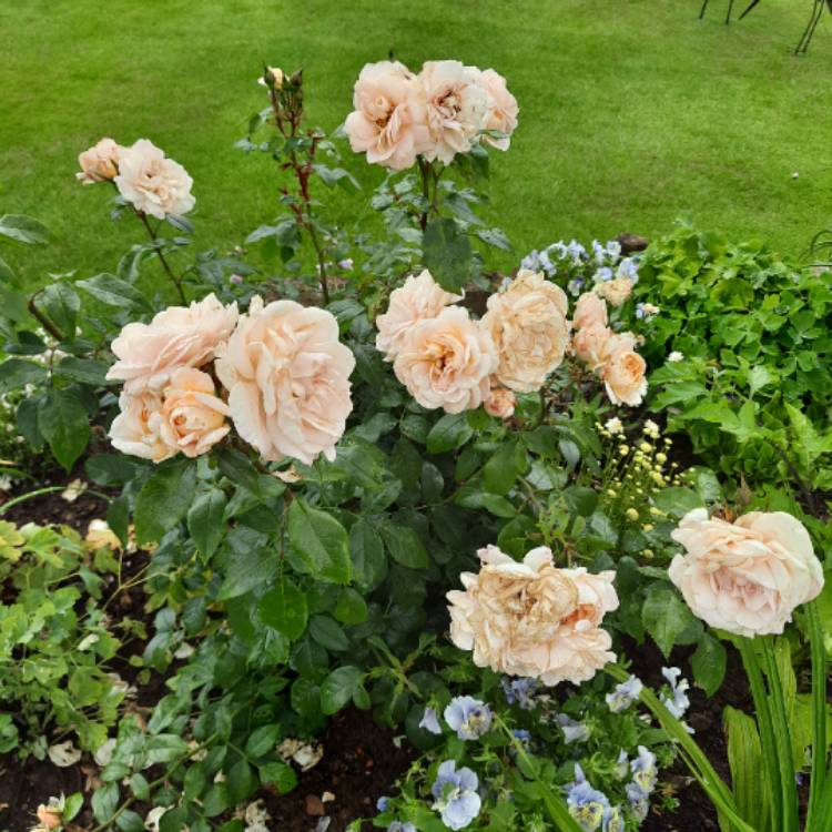 plant image 1516256 plant image 1516256