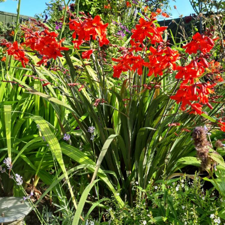 plant image 1522894