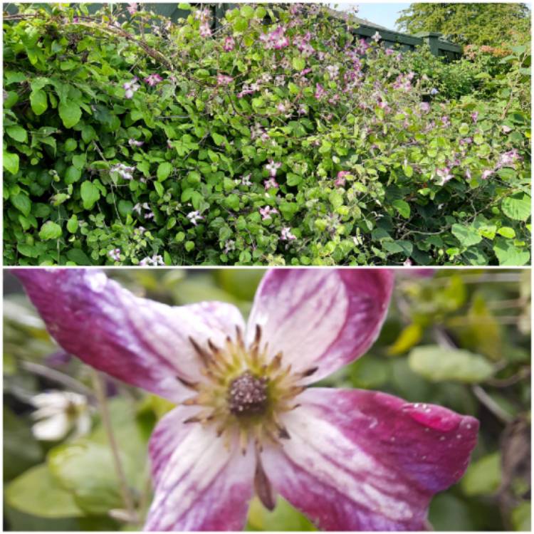 plant image 1523197