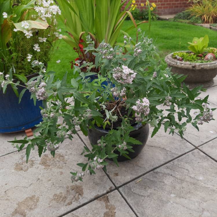 plant image 1532316