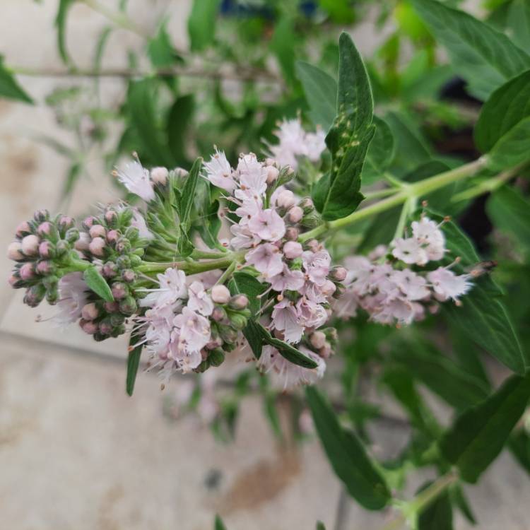 plant image 1532317