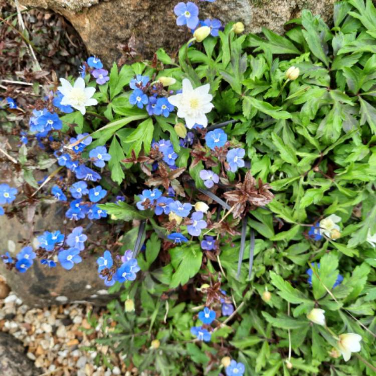 Plant image Veronica peduncularis 'Georgia Blue' syn. Veronica umbrosa 'Georgia Blue', Veronica peduncularis 'Oxford Blue'