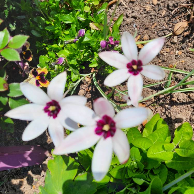 Plant image Tulipa clusiana 'Lady Jane'