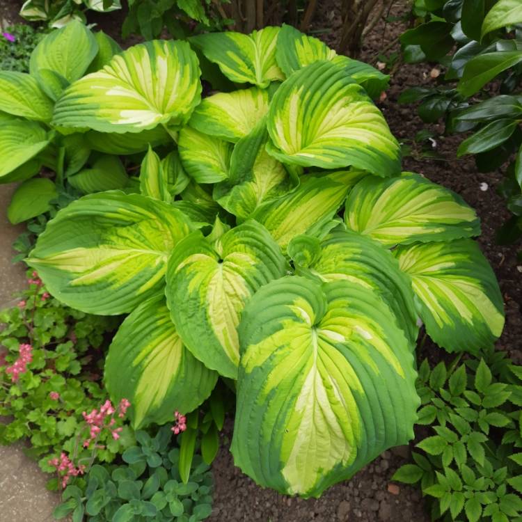 plant image 1587915