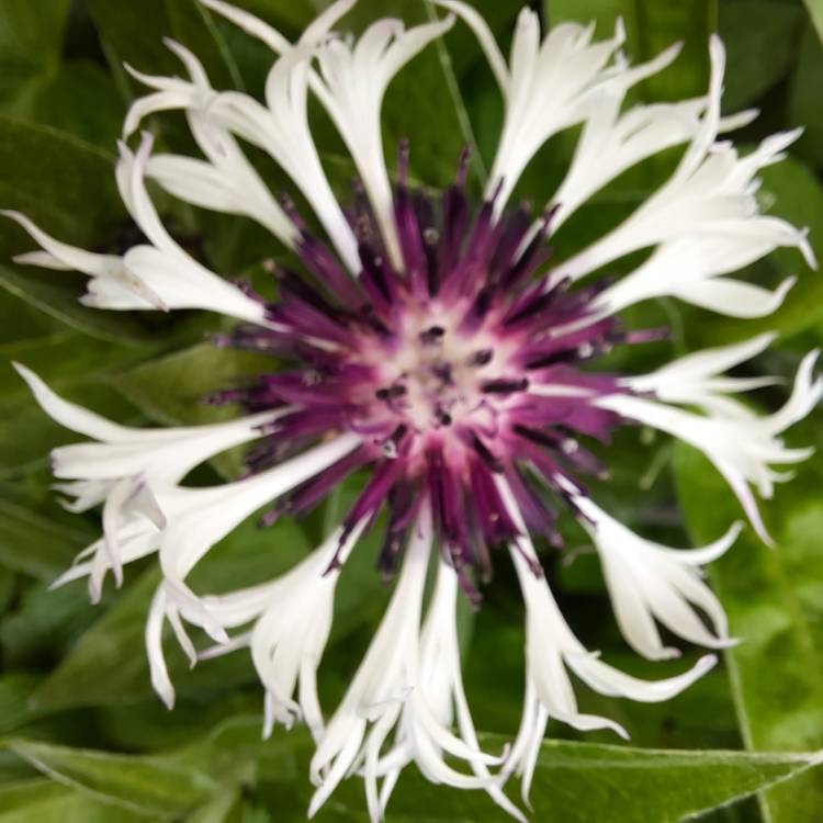 Plant image Centaurea montana 'Purple Heart'