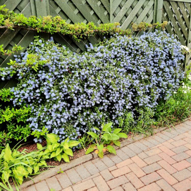 plant image 1590431