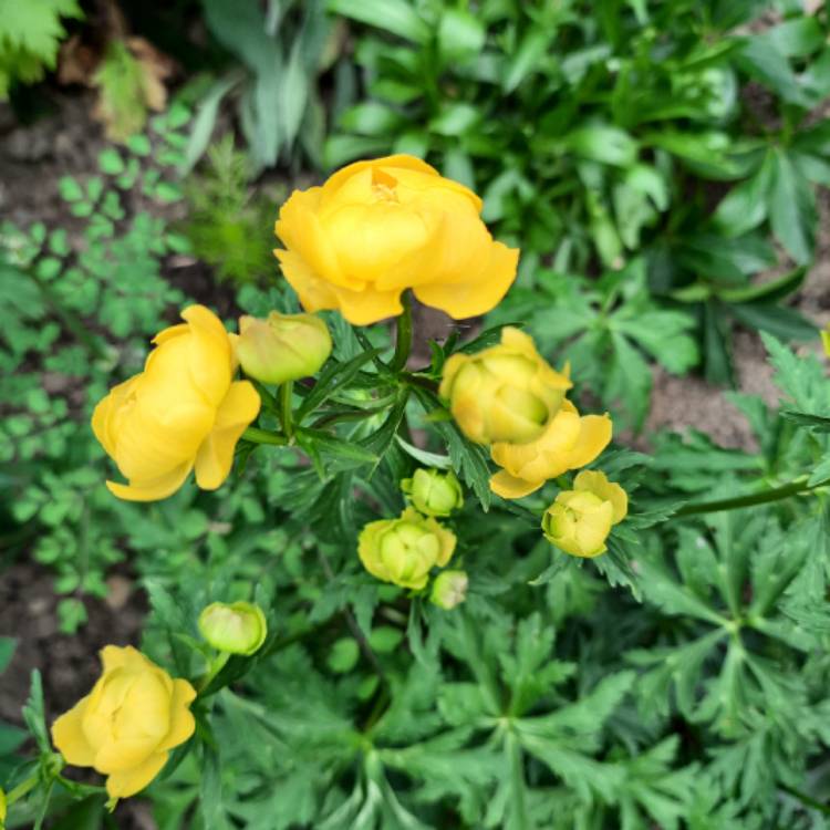 Plant image Trollius chinensis 'Golden Queen'