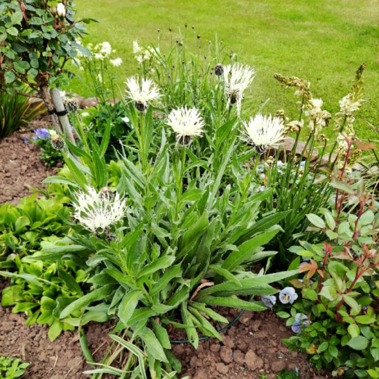 plant image 1594927