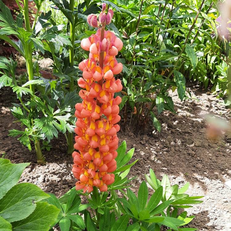 Plant image Lupinus 'Terracotta'