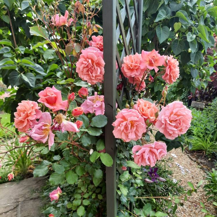 plant image 1601628