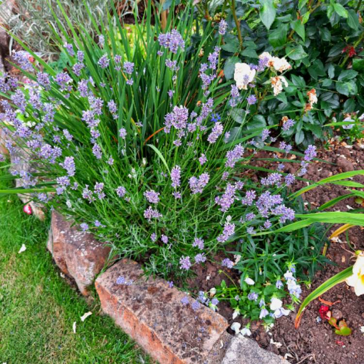 plant image 1611655