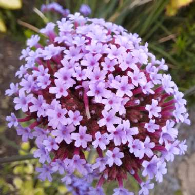 Verbena bonariensis