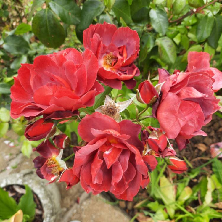 plant image 1619187 plant image 1619187